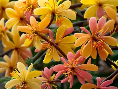 Hamamelis X Intermedia ‘Rubin’ (Witch Hazel)