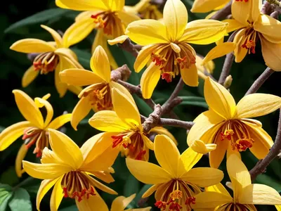 Hamamelis X Intermedia ‘Savill Starlight’ (Witch Hazel)