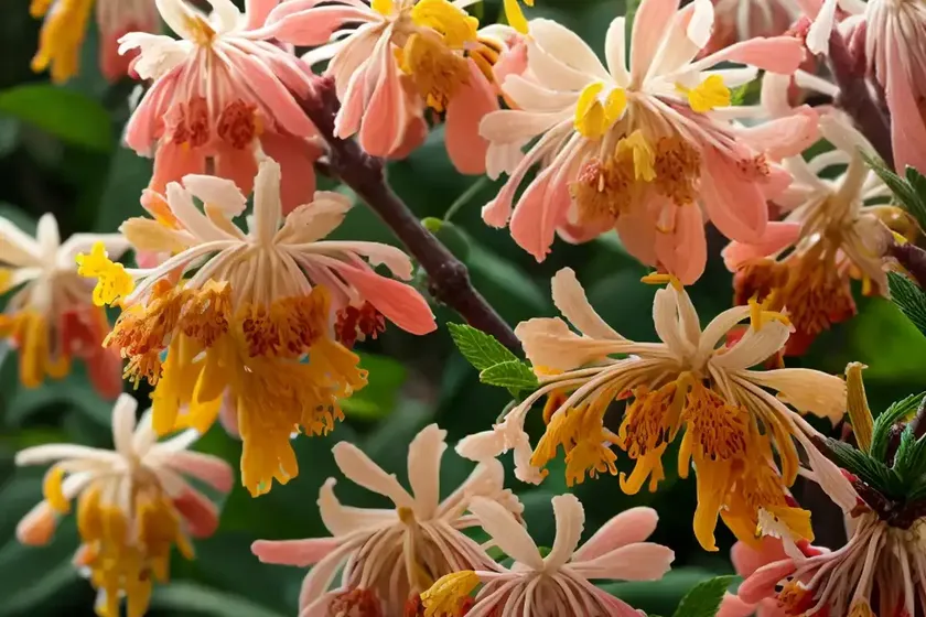 Hamamelis x intermedia ‘strawberries and cream’ (witch hazel) — photo 2