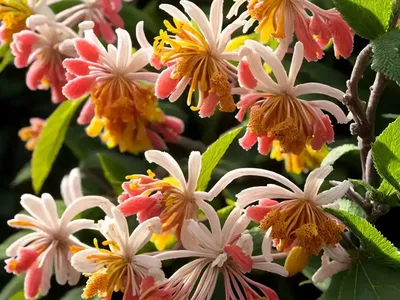 Hamamelis X Intermedia ‘Strawberries And Cream’ (Witch Hazel)