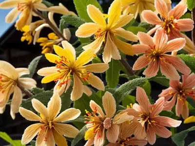 Hamamelis X Intermedia ‘Sunburst’ (Witch Hazel)