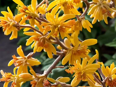 Hamamelis X Intermedia ‘Vesna’ (Witch Hazel)