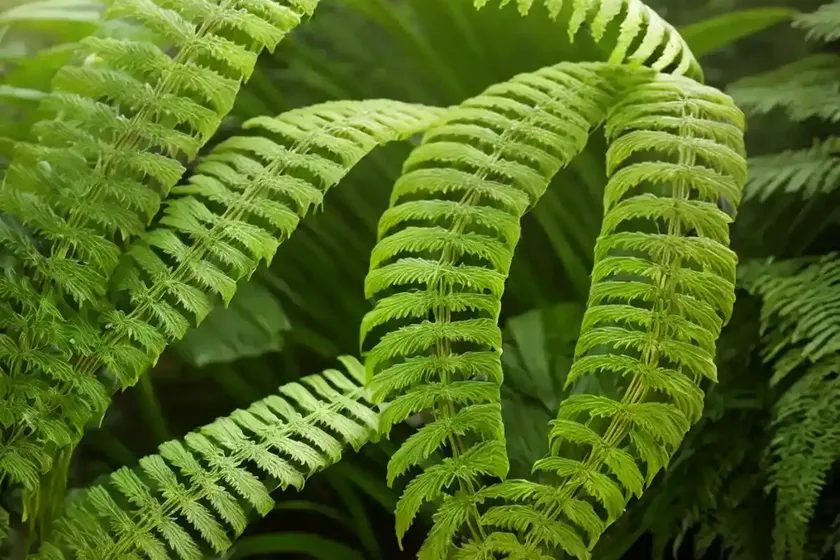 Hand fern (hand fern) — photo 2