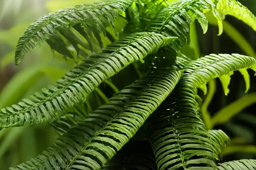 Hand fern (hand fern) — photo 3