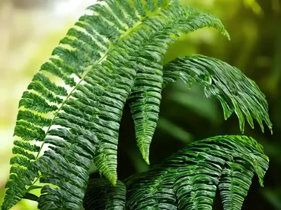 Hand Fern (Hand Fern)