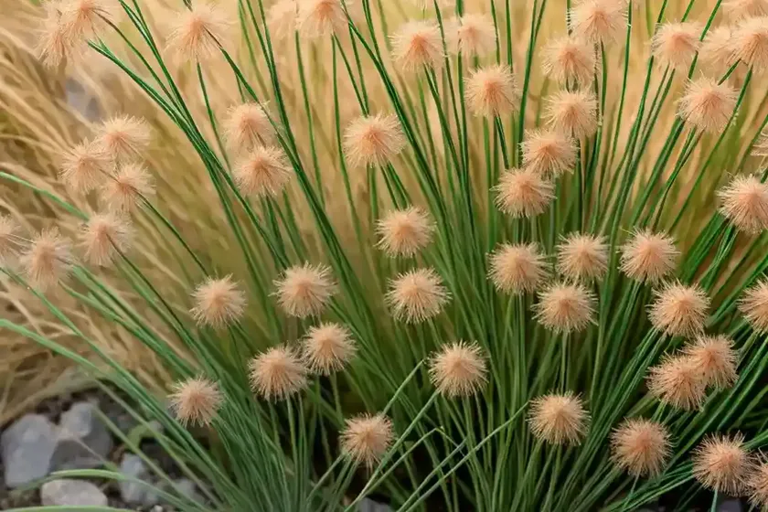 Hard rush (juncus inflexus) — photo 3