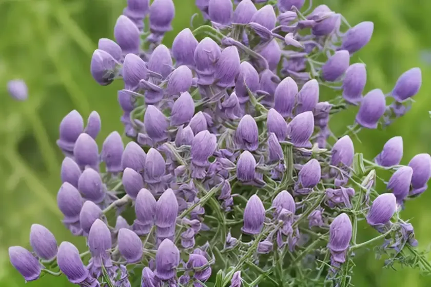 Hard vetch, barn vetch (vicia monantha) — photo 3