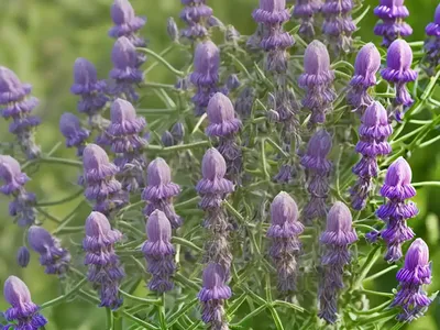 Hard Vetch, Barn Vetch (Vicia Monantha)