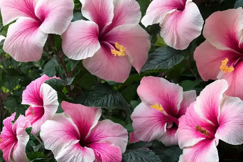 Hardy hibiscus (hibiscus moscheutos ‘luna pink swirl’) — photo 2