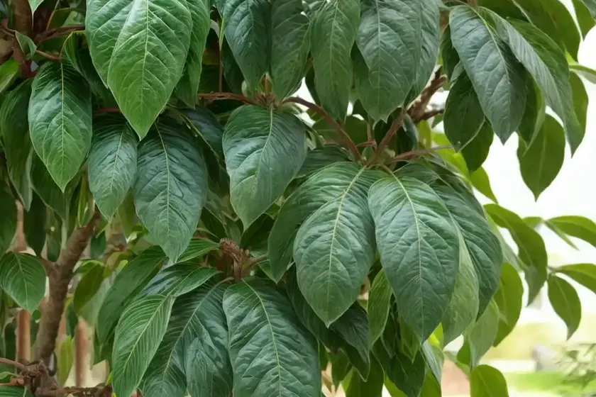 Hardy kiwi (actinidia arguta) — photo 2