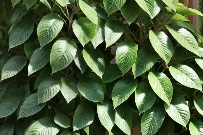 Hardy kiwi (actinidia arguta) — photo 3