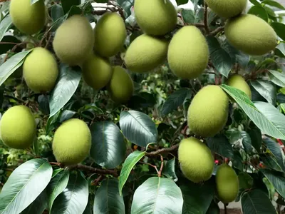Hardy Kiwi (Actinidia Arguta)