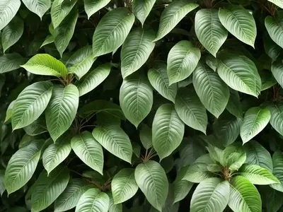 Hardy Kiwi (Actinidia Arguta)