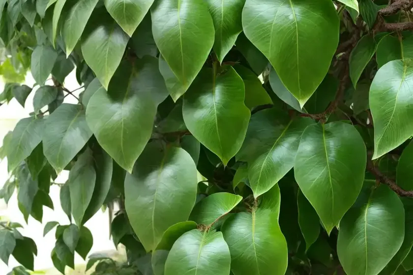 Hardy kiwi vine (actinidia arguta ‘issai’) — photo 3