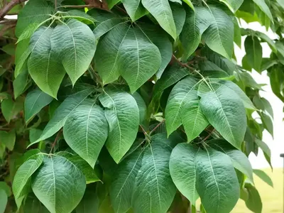 Hardy Kiwi Vine (Actinidia Arguta ‘Issai’)