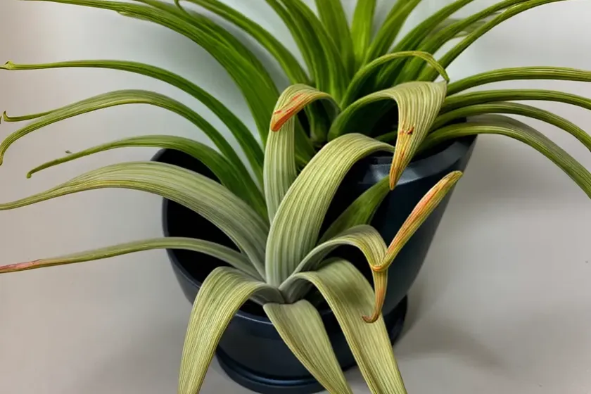 Harris’ tillandsia (tillandsia harrisii) — photo 2