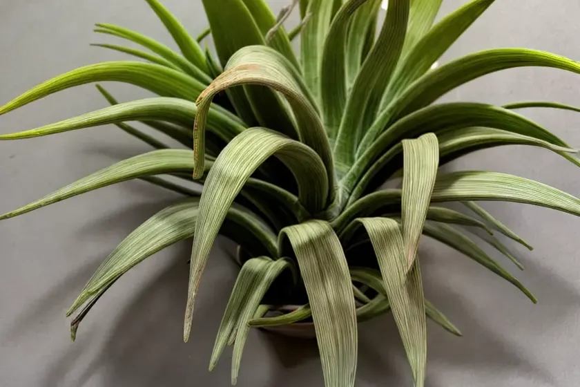 Harris’ tillandsia (tillandsia harrisii) — photo 3