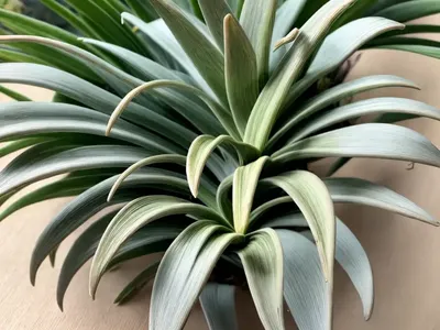 Harris’ Tillandsia (Tillandsia Harrisii)