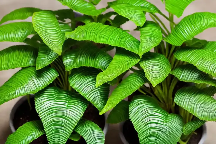 Hart’s tongue fern (asplenium scolopendrium) — photo 2