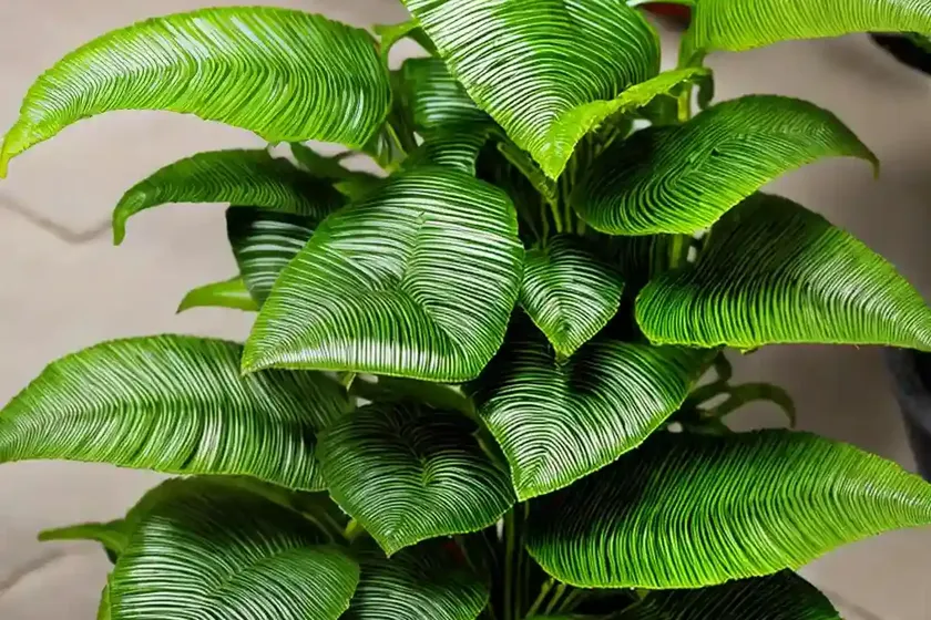 Hart’s-tongue fern (asplenium scolopendrium) — photo 3