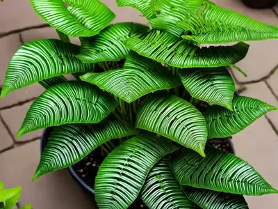 Hart’s Tongue Fern (Asplenium Scolopendrium)