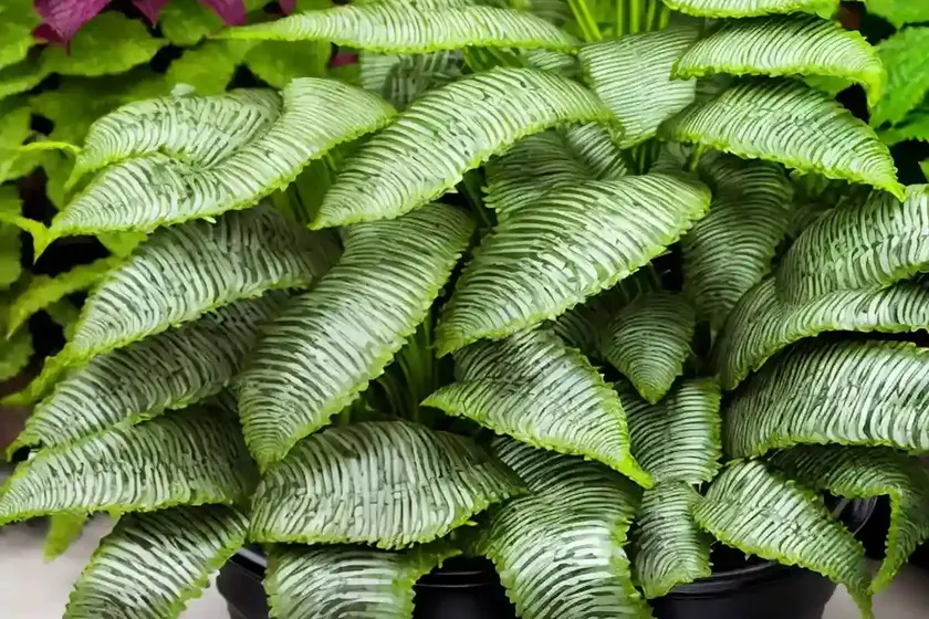 Hart’s Tongue Fern (Asplenium Scolopendrium (Crispum Group) — photo 3