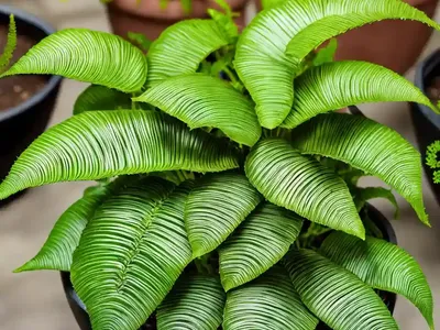Hart’s Tongue Fern (Asplenium Scolopendrium (Crispum Group)