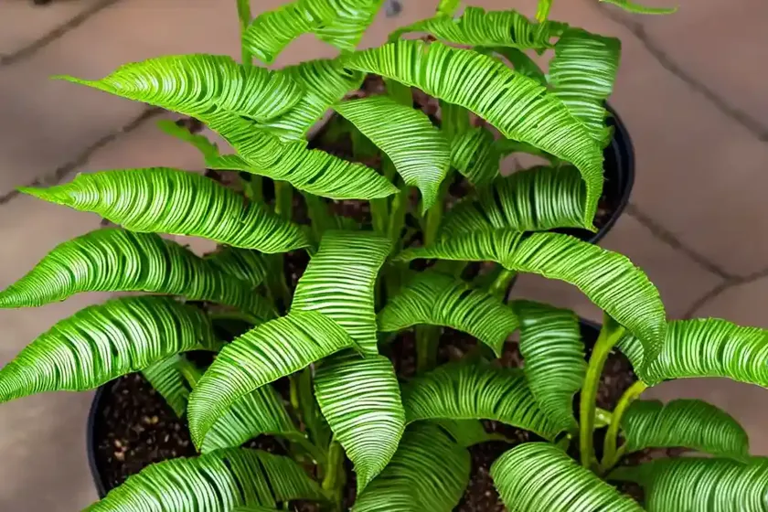Hart’s tongue fern (asplenium scolopendrium (undulatum group) — photo 3