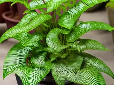 Hart’s Tongue Fern (Asplenium Scolopendrium (Undulatum Group)