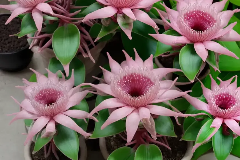 Hatiora rosea (schlumbergera rosea) — photo 2