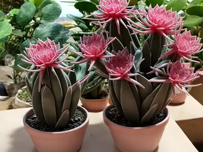 Hatiora Rosea (Schlumbergera Rosea)