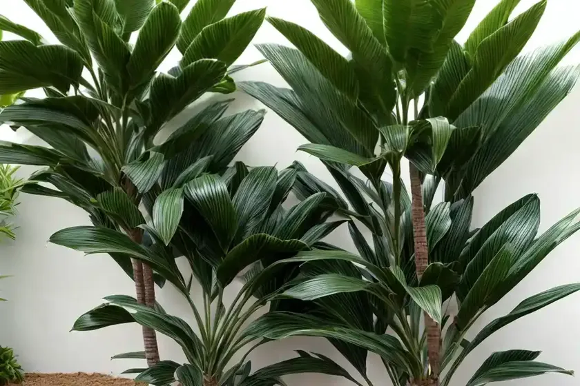 Hawaiian Sunshine Dracaena (Dracaena Fragrans ‘hawaiian Sunshine’) — photo 2