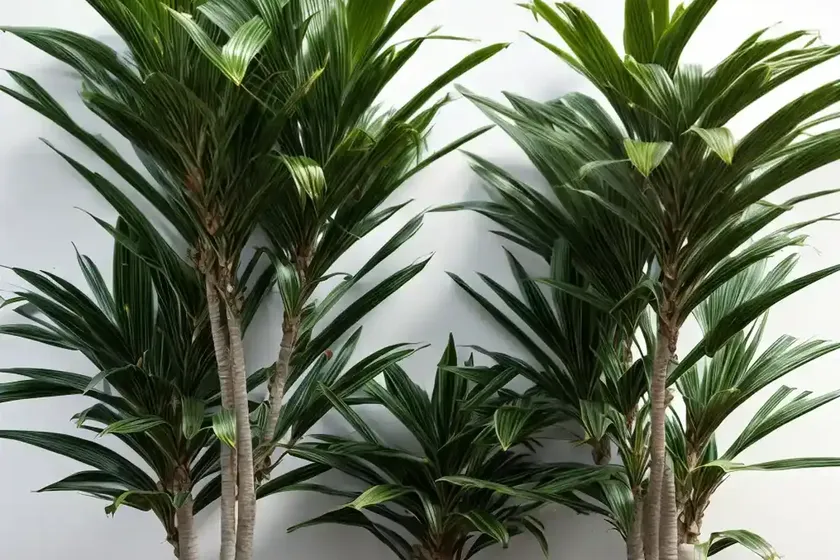 Hawaiian Sunshine Dracaena (Dracaena Fragrans ‘hawaiian Sunshine’) — photo 3