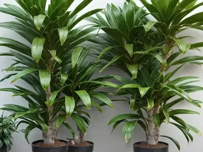 Hawaiian Sunshine Dracaena (Dracaena Fragrans ‘hawaiian Sunshine’)