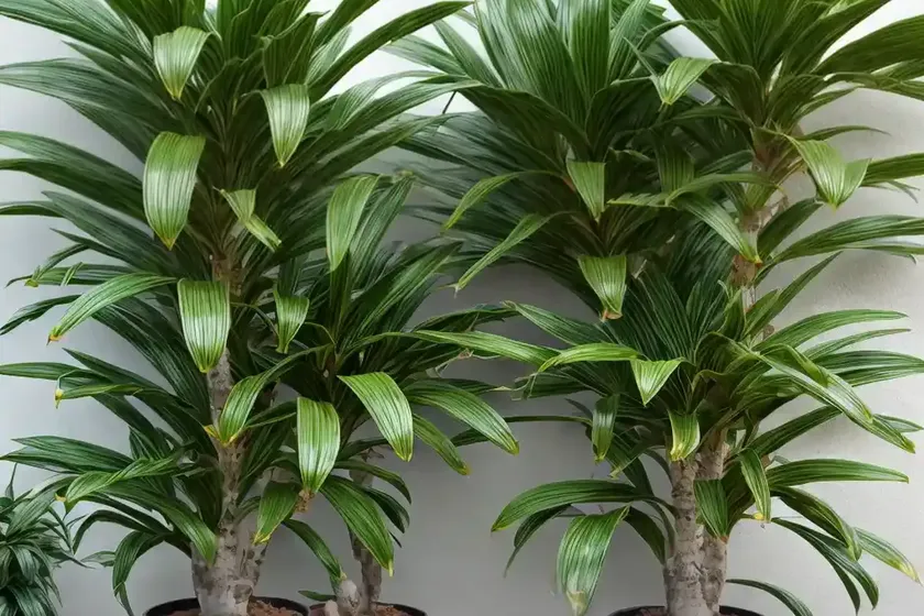Hawaiian Sunshine Dracaena (Dracaena Fragrans ‘hawaiian Sunshine’)