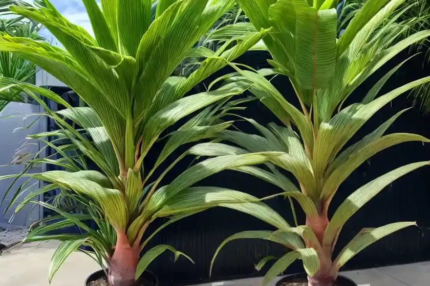 Hawaiian ti plant (cordyline fruticosa glauca) — photo 3