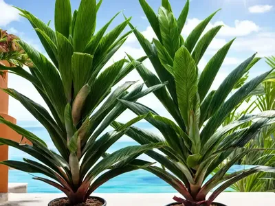 Hawaiian Ti Plant (Cordyline Fruticosa Glauca)