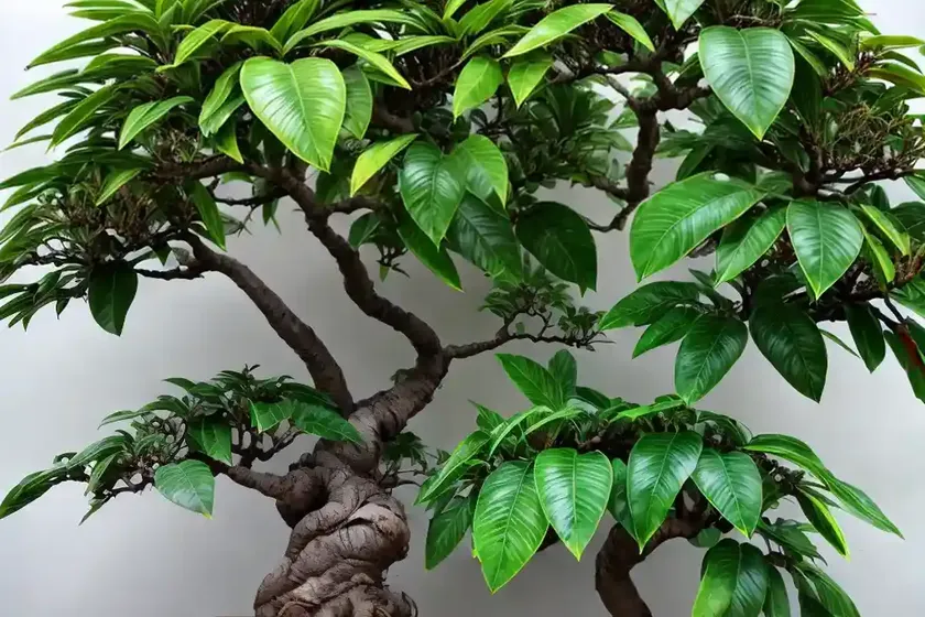 Hawaiian umbrella tree bonsai (schefflera arboricola) — photo 2