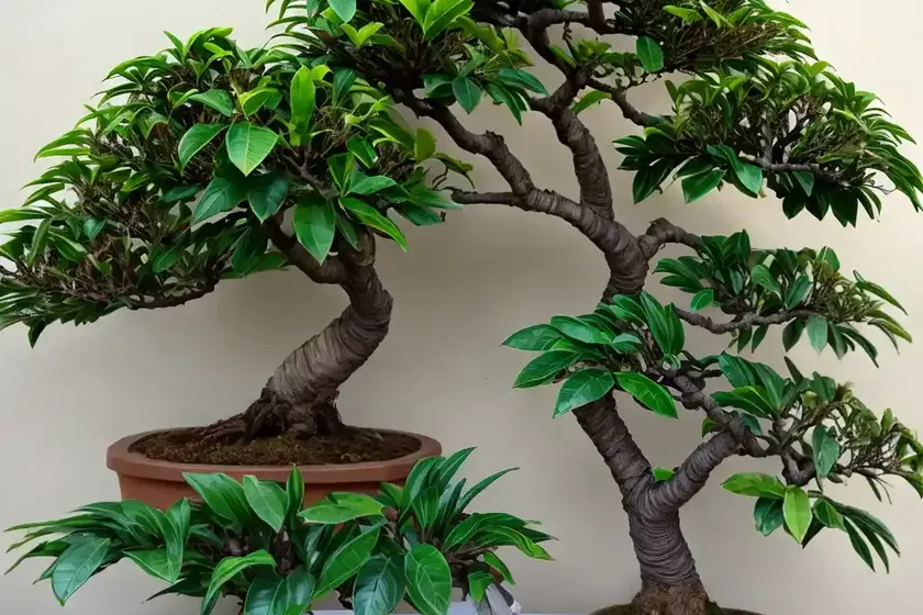 Hawaiian umbrella tree bonsai (schefflera arboricola) — photo 3