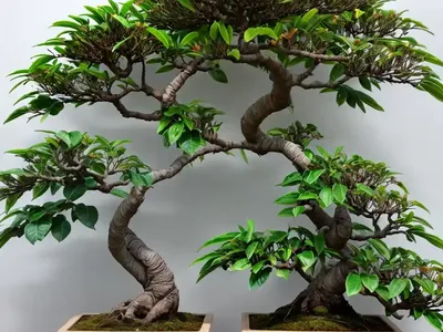 Hawaiian Umbrella Tree Bonsai (Schefflera Arboricola)