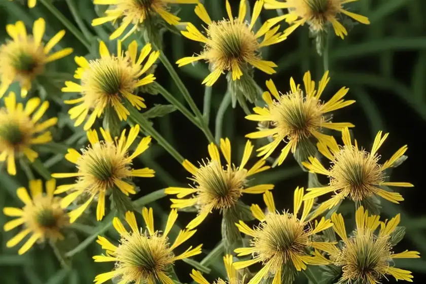 Hawk’s-beard (crepis) — photo 3
