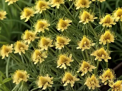 Hawk’s-beard (Crepis)