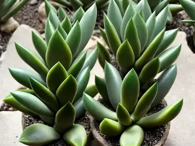 Zebra Haworthia (Haworthia attenuata) Care Guide