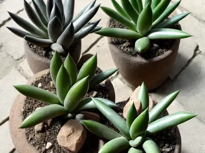 Haworthia Cooperi (Haworthia Cooperi)
