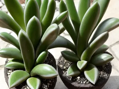 Haworthia Cymbiformis (Haworthia Cymbiformis)