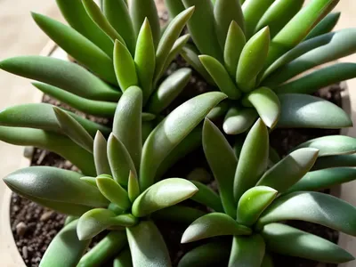 Haworthia (Haworthia)
