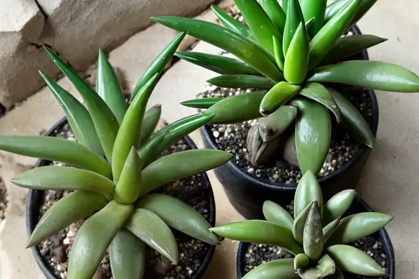 Haworthia maimi (haworthia wandera ‘miami’) — photo 3