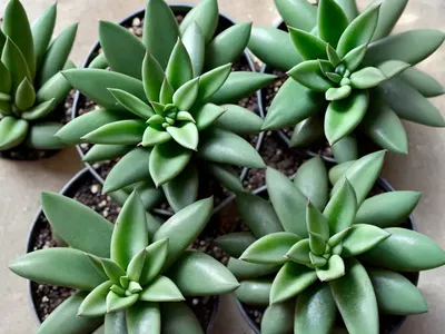 Haworthia Maimi (Haworthia Wandera ‘miami’)