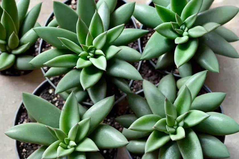Haworthia maimi (haworthia wandera ‘miami’)