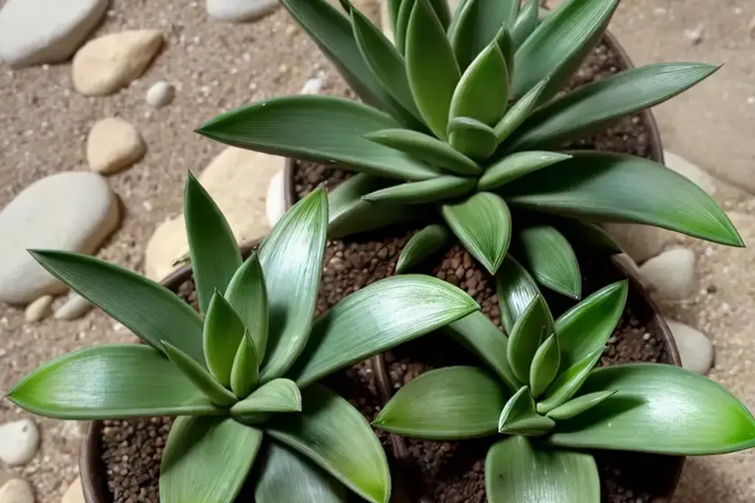 Haworthia piliflera (haworthia cooperi var. pilifera) — photo 3